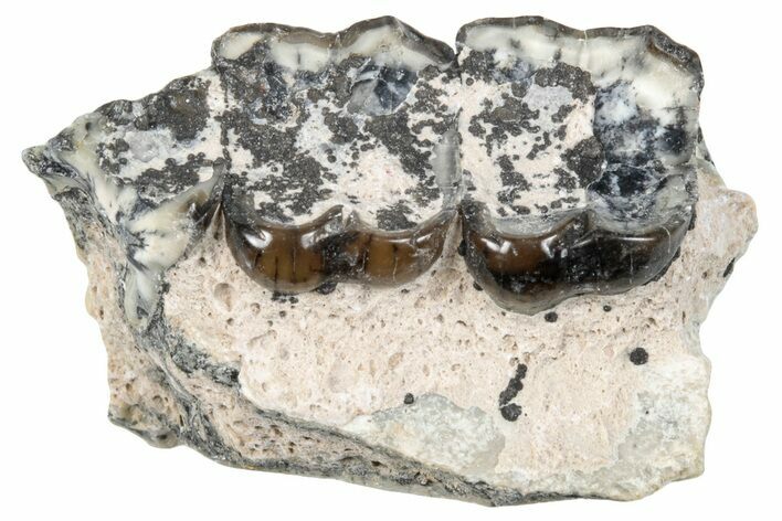 Fossil Horse (Mesohippus) Jaw Section w/ Teeth - South Dakota #289548